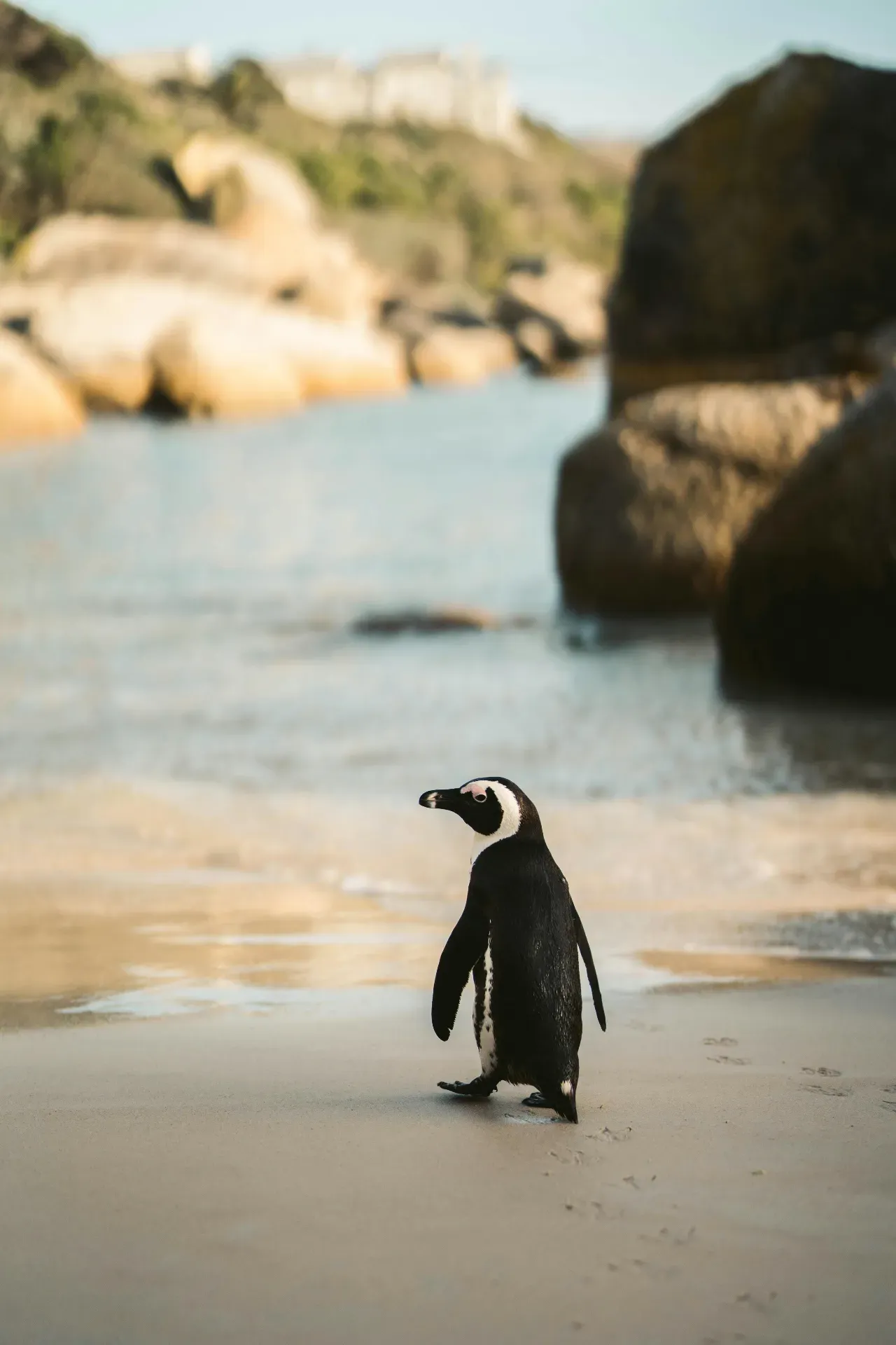 African penguins at Boulders Beach - unique wildlife experience